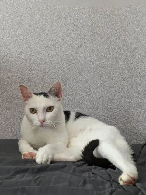 Kater vermisst 85190 Venansault Snoopy Kater lost 85190 Venansault Snoopy
