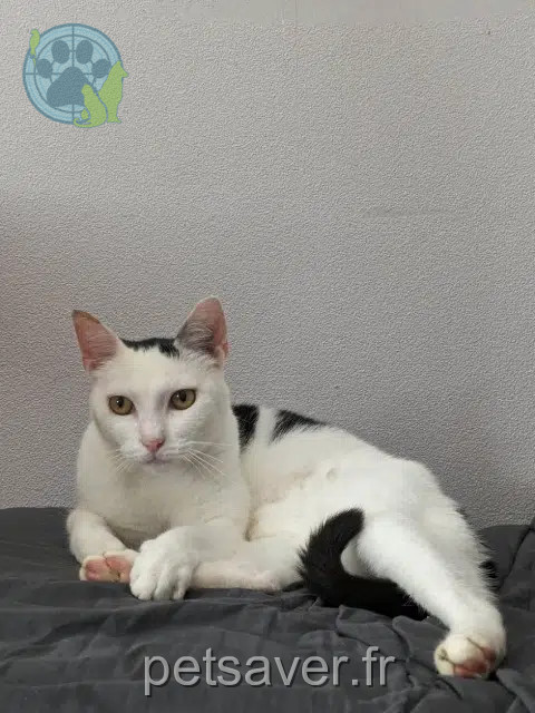 chat perdu 85190 Venansault Snoopy chat lost 85190 Venansault Snoopy