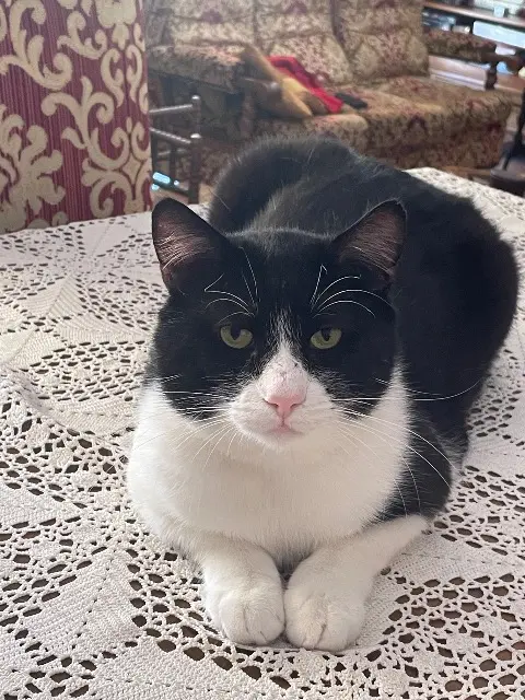 chat lost   86210 Vouneuil-sur-Vienne Marouf