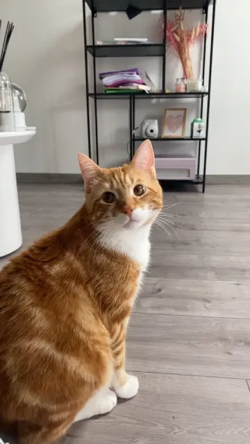 chat lost   86000 Poitiers Léo