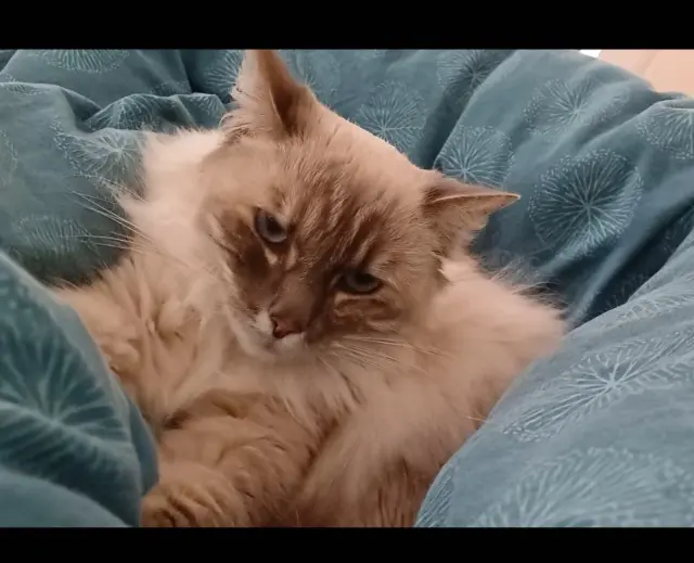 chatte lost   86000 Poitiers Mogette