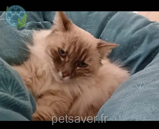 gata perdida 86000 Poitiers Mogette gata lost 86000 Poitiers Mogette