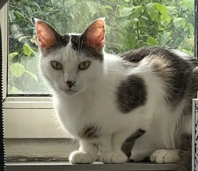 chatte lost    Limoges ahri