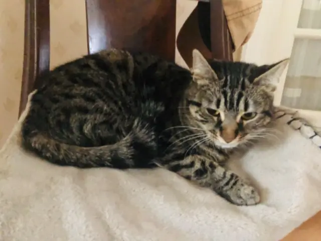 chatte lost    Limoges Mozart