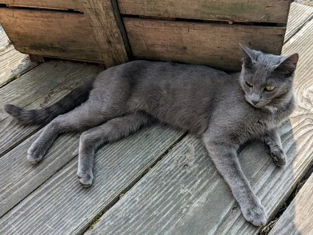 chatte lost   87800 Meilhac Spooky