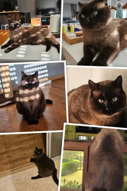chat lost   88540 Bussang Merlin