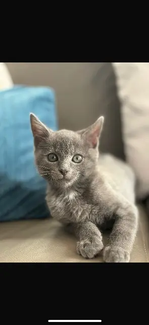 gato perdido 88000 Épinal Tomi gato lost 88000 Épinal Tomi