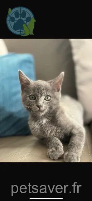 chat perdu 88000 Épinal Tomi chat lost 88000 Épinal Tomi