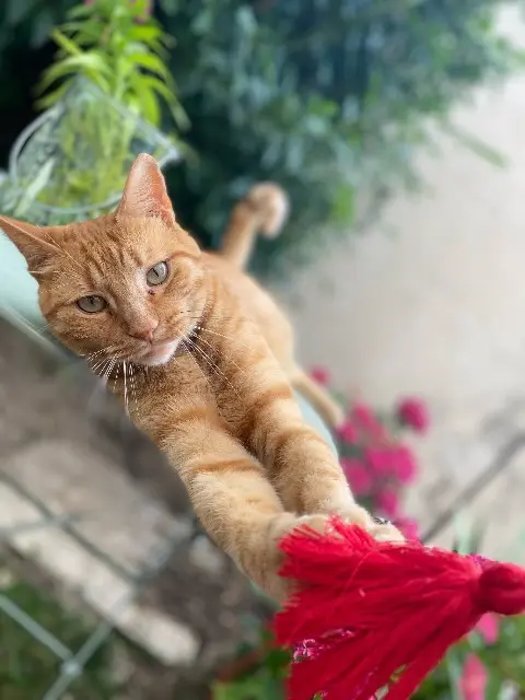 chat lost    Auxerre Simba