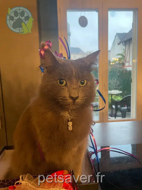 chatte lost   91290 La Norville Hécate