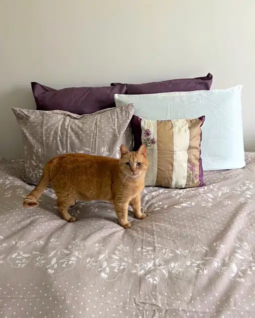 chat lost   91600 Savigny-sur-Orge Ilios