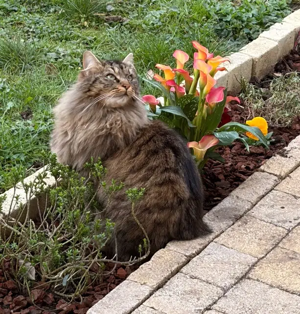 chat lost   91280 Saint-Pierre-du-Perray Leone