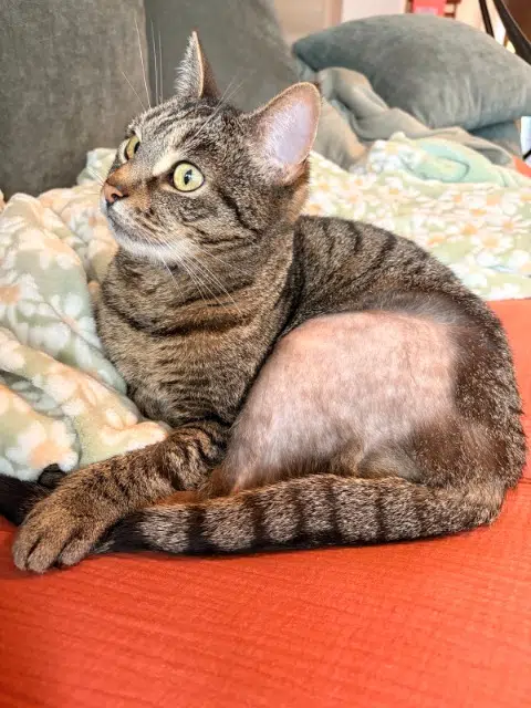 chatte lost   91620 La Ville-du-Bois Malibu