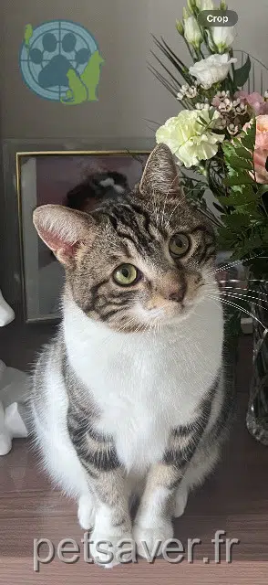 Kater lost 91510 Janville-sur-Juine Rio