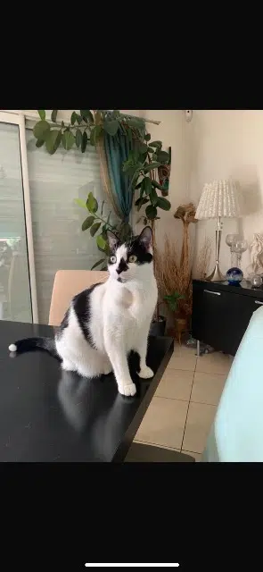 chatte lost   91440 Bures-sur-Yvette Tabasco