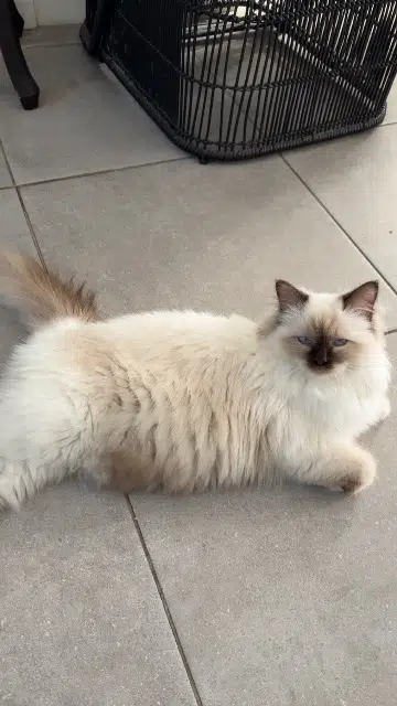 chatte lost   92700 Colombes Alya