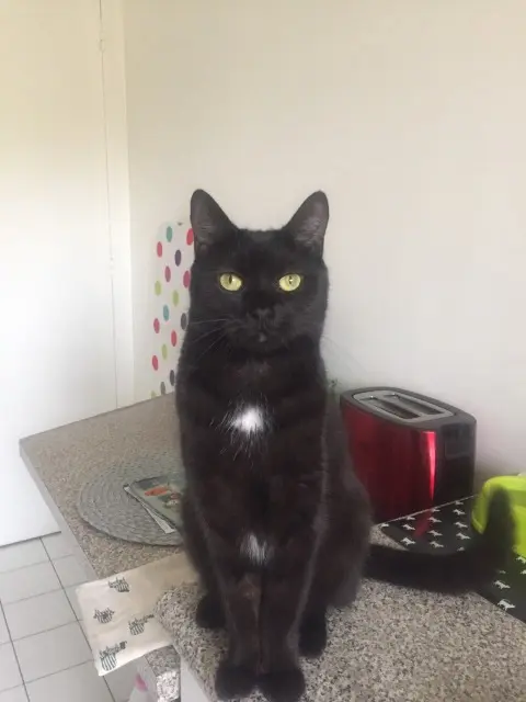 chat lost   92130 Issy-les-Moulineaux Attila