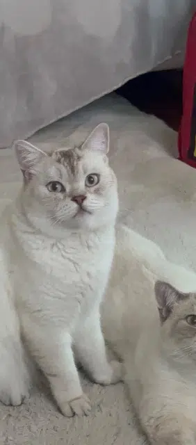 chat lost   92250 La Garenne-Colombes Azur