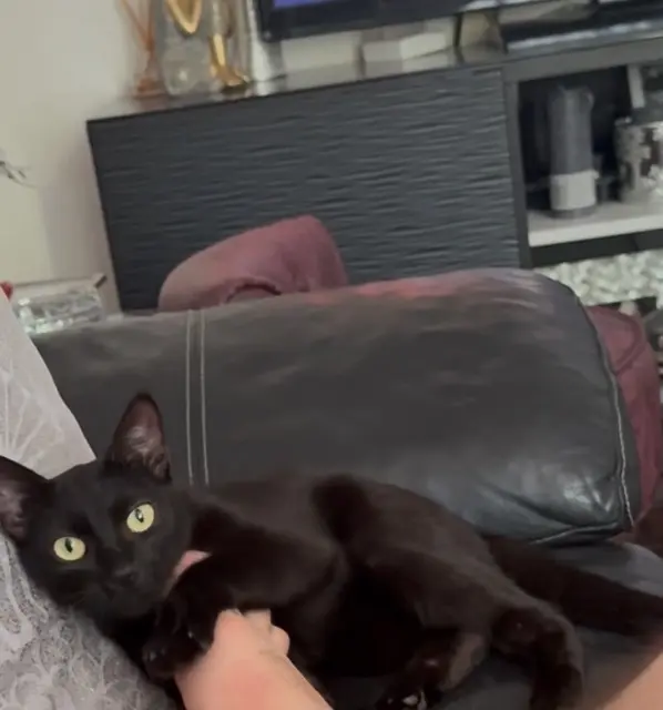 Katze vermisst 92350 Le Plessis-Robinson Duchesse Katze lost 92350 Le Plessis-Robinson Duchesse