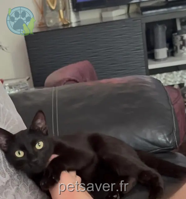 chatte perdue 92350 Le Plessis-Robinson Duchesse chatte lost 92350 Le Plessis-Robinson Duchesse