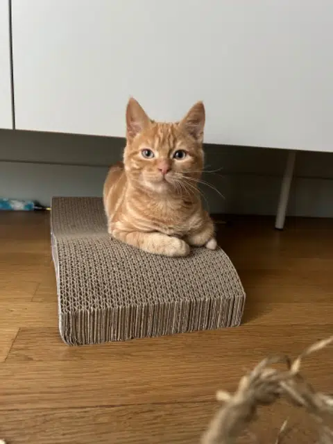 cat lost   92700 Colombes Joy