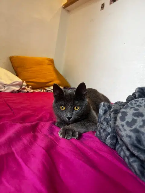 chatte lost   92330 Sceaux Koda