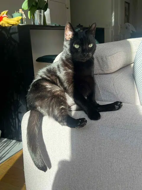 chat lost   92110 Clichy Luigi