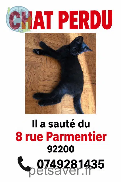 chat lost 92200 Neuilly-sur-Seine Ragnar