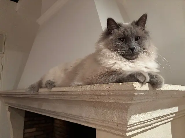 chat lost   92420 Vaucresson Romeo