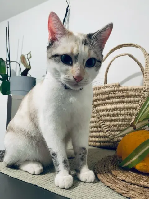 chatte lost   92600 Asnières-sur-Seine SNOW