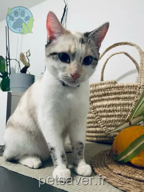 Katze vermisst 92600 Asnières-sur-Seine SNOW Katze lost 92600 Asnières-sur-Seine SNOW