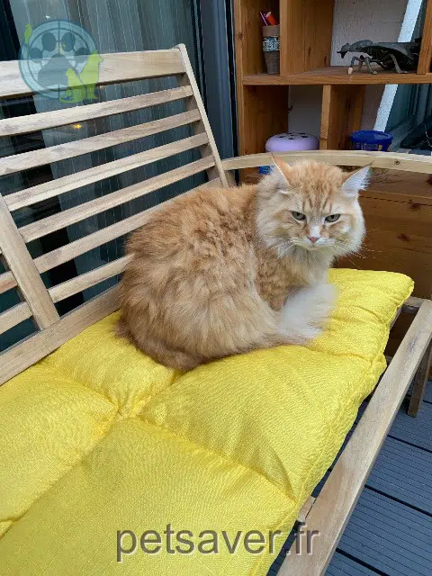 chat lost   92370 Chaville Ziggy