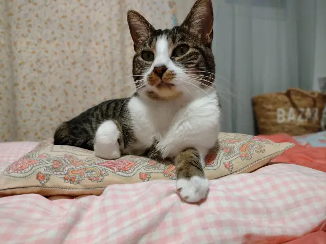 chatte lost   93130 Noisy-le-Sec Hortense