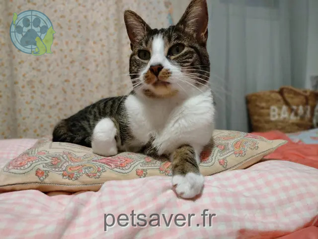 chatte perdue 93130 Noisy-le-Sec Hortense chatte lost 93130 Noisy-le-Sec Hortense