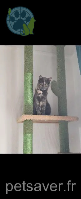 gata perdida 93300 Aubervilliers Moon gata lost 93300 Aubervilliers Moon