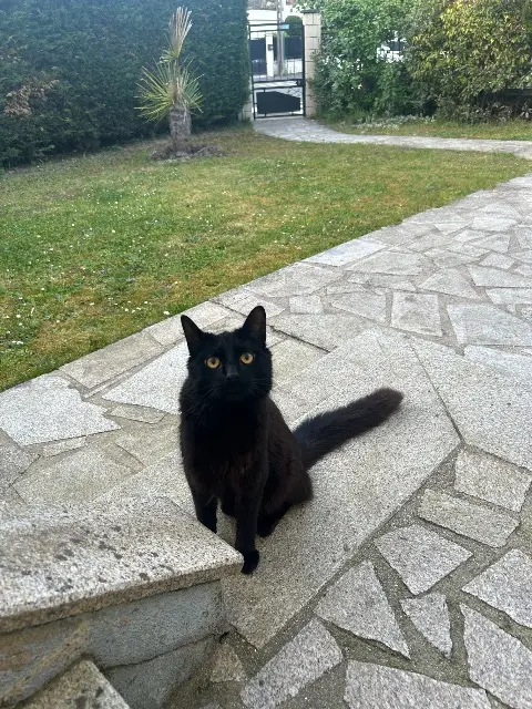 chat lost   93600 Aulnay-sous-Bois Yoru