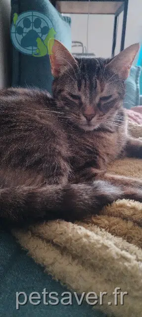 chatte lost   94000 Créteil Cajoue