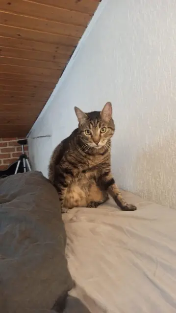 cat lost   94220 Charenton-le-Pont Grichka