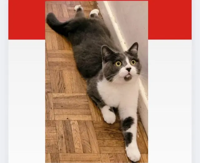 chatte lost   94400 Vitry-sur-Seine Haloumi