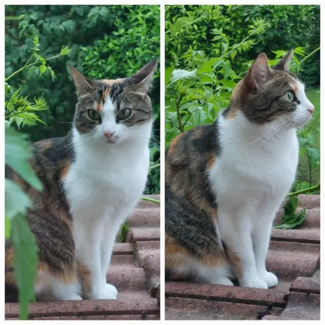 chatte lost   94490 Ormesson-sur-Marne Mina