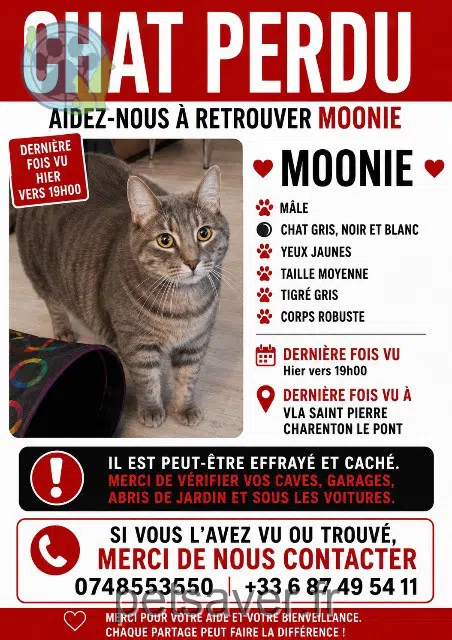 chat lost 94220 Charenton-le-Pont Moonie