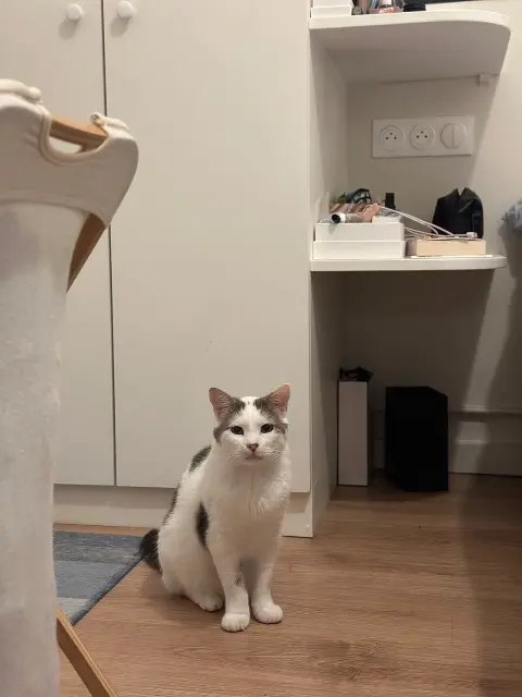 chat lost   94160 Saint-Mandé Nougat