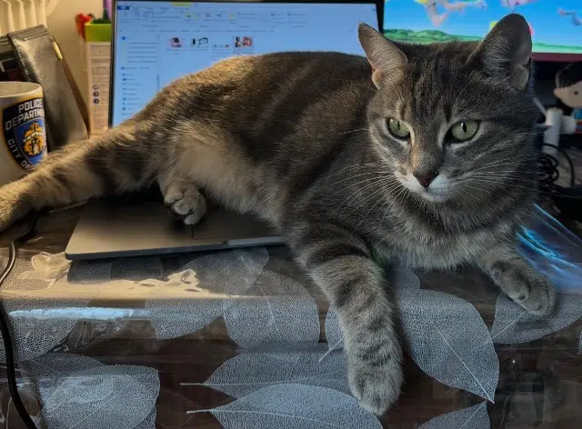 chatte lost   94700 Maisons-Alfort Tia