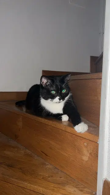 chatte lost   95100 Argenteuil Tweek