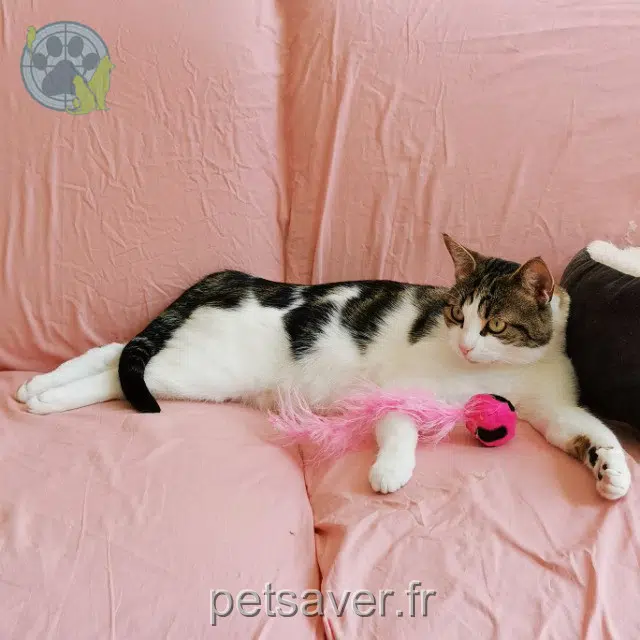 chatte lost 95600 Eaubonne Mitsuko