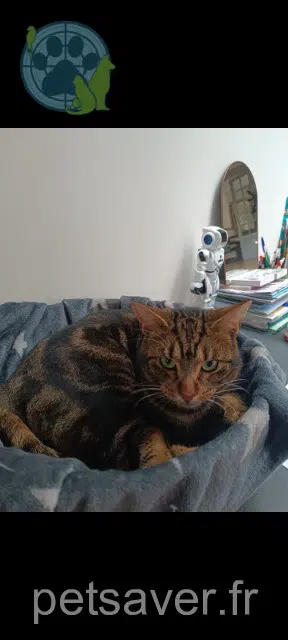 chat lost   95120 Ermont Pacha