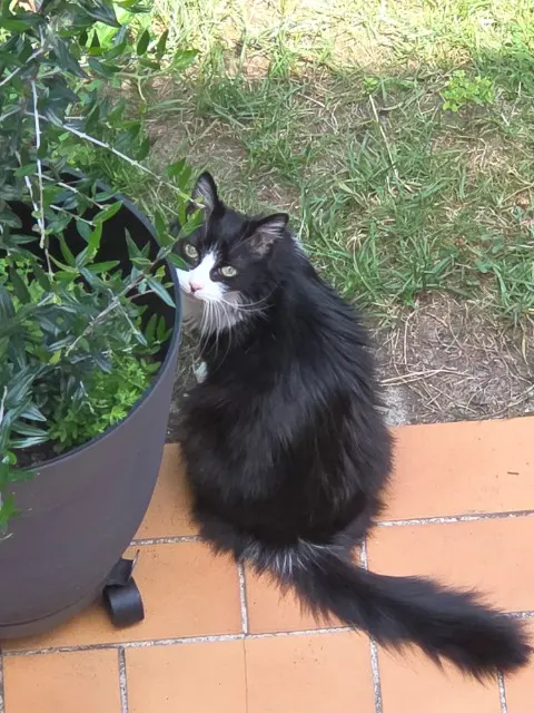 chatte lost    Cergy Sacha