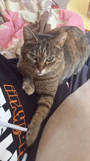 chatte lost   95590 Presles Éris