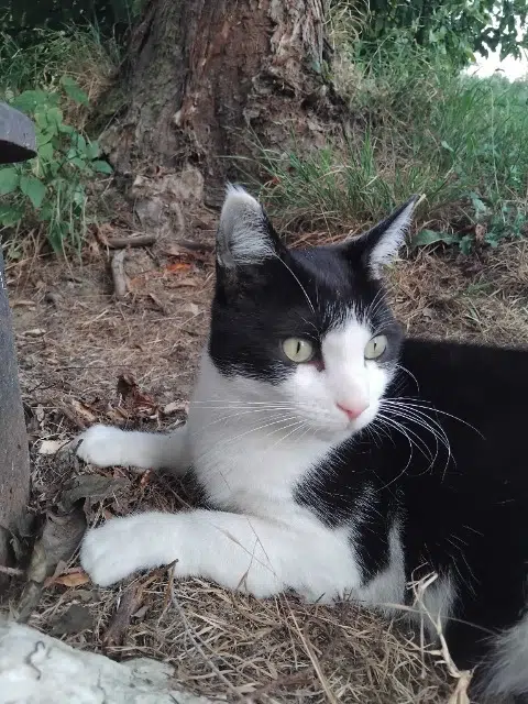 chat lost   1060 Saint-Gilles Céleri