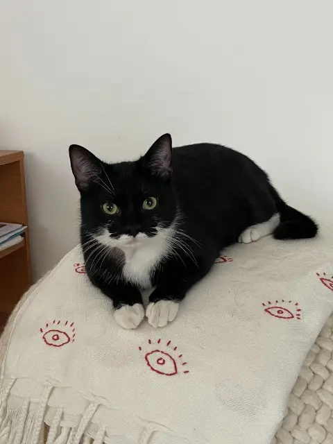 chat lost   1150 Woluwe-Saint-Pierre - Sint-Pieters-Woluwe Zorro